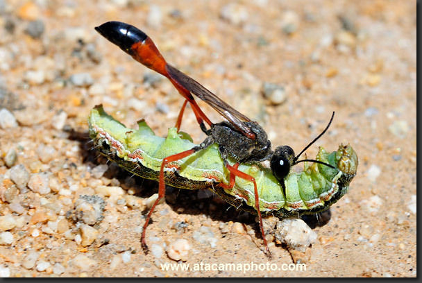 predator prey relationship in the desert