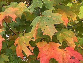 haltonbiodiversity sugar maple