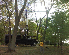 Tree Service Urbandale  If it is a lost cause we can remove and replant a new tree from our nursery specific to your site and preferences.