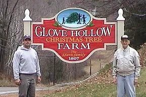 glove hollow cut your own christmas tree central nh cut your own christmas tree nh