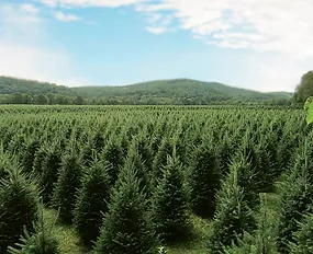 glove hollow cut your own christmas tree central nh cut your own christmas tree nh