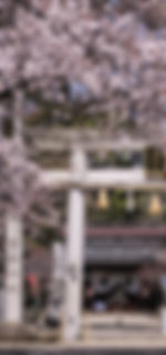 富部神社, 桜, 鳥居