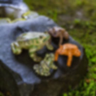 富部神社, 戸部蛙, 戸部新左衛門