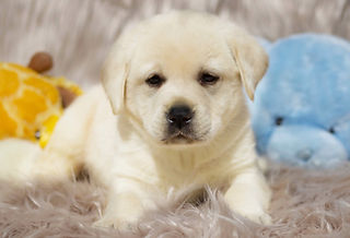 Cheap labrador puppies for sale hotsell