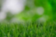 nature-garden-grass-lawn-9257.jpg