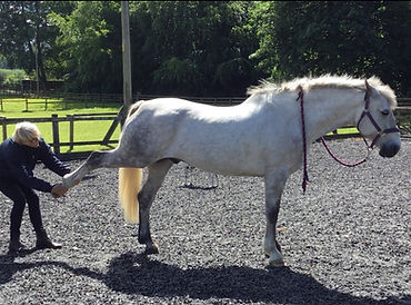 Grey_horse_stretch_leg.jpg