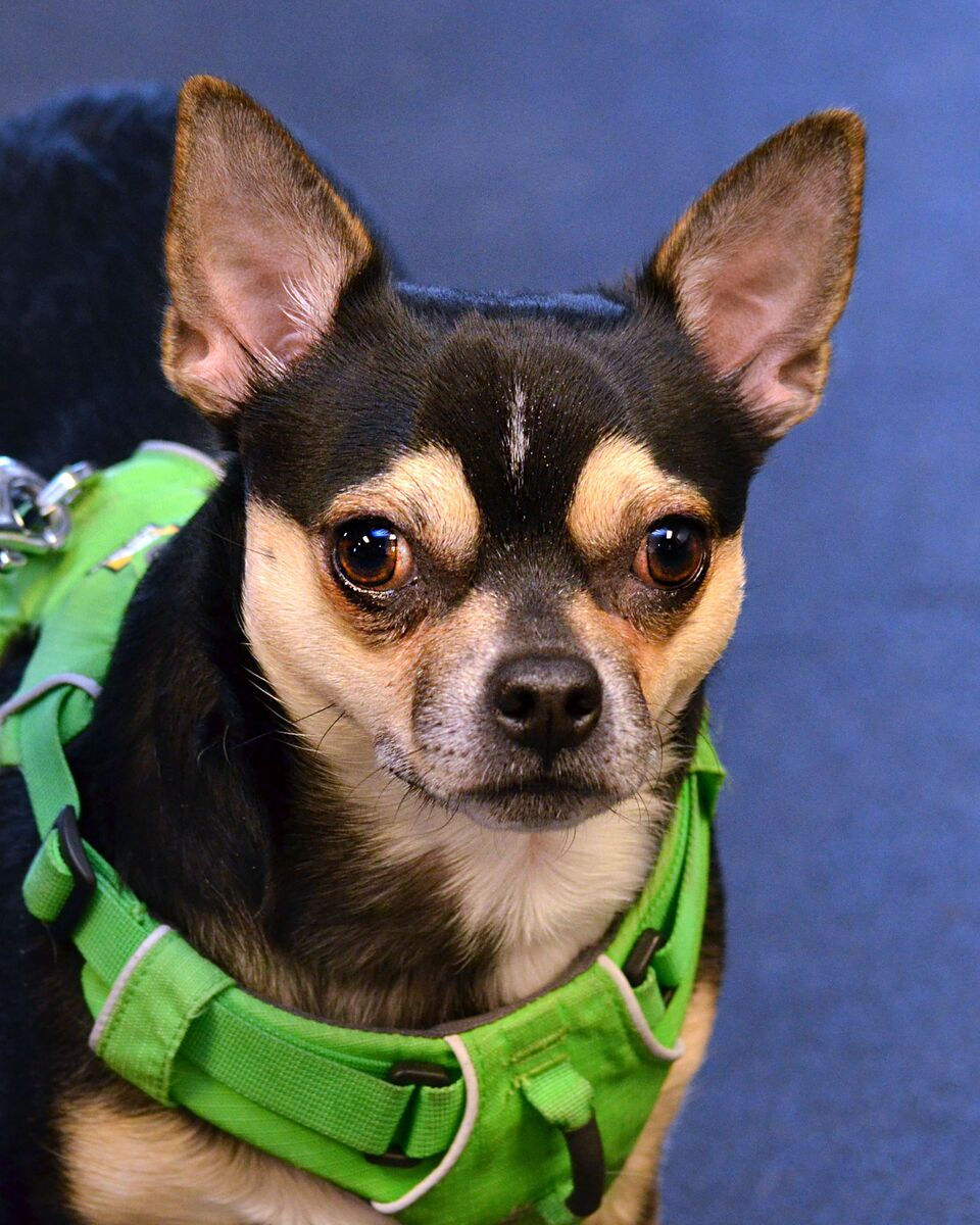 Chico11
