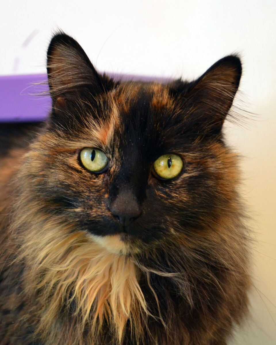 Maisy0013_preview