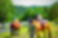 お泊り保育 乗馬_TiltShift.jpg