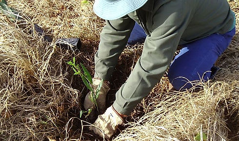 Planting Trees.jpg