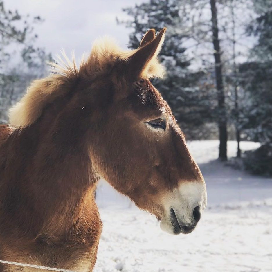 Contact Save Your Ass Rescue