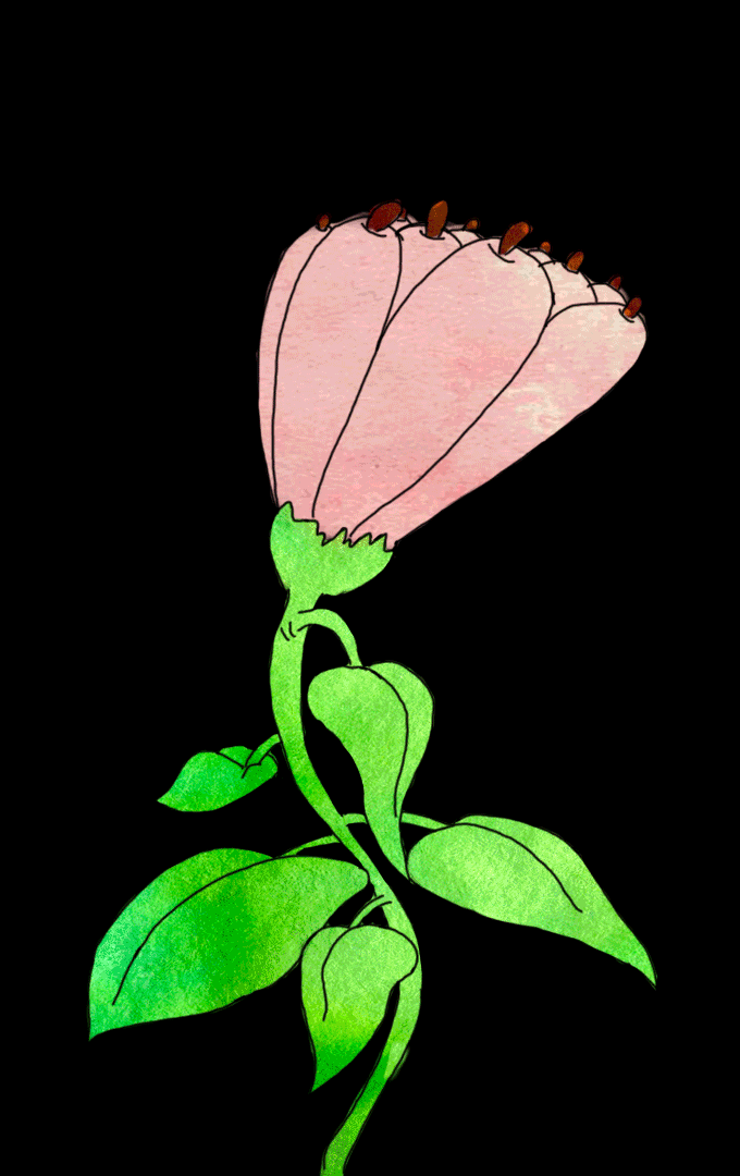 flower-animation-colour-forever-loop.gif