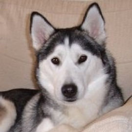 Willow
