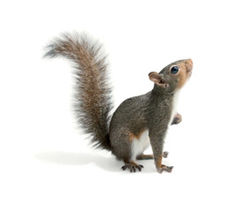 Pest Control For Squirrel