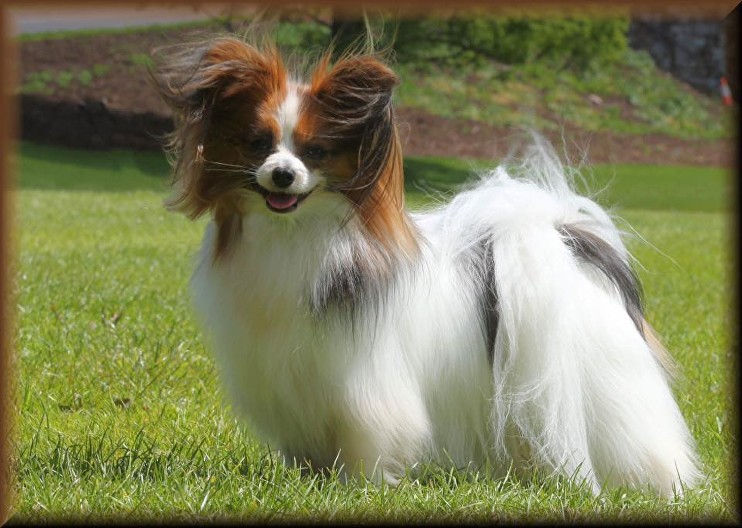 Lottie - Top Dog of Devon 2019
