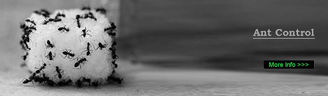 ants in house pest control