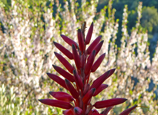 flower_1ter