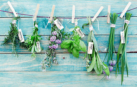 herbs WEB