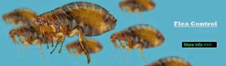 pest control for fleas Marlow