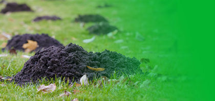 Mole Catcher Wokingham
