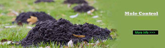 Mole Catcher in Berkshire Hampshire