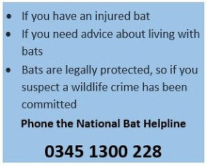 Bat helpline