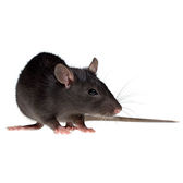 Pest Control For Rats