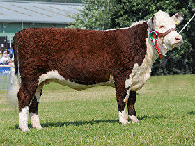 Lywynrose Model Welsh08