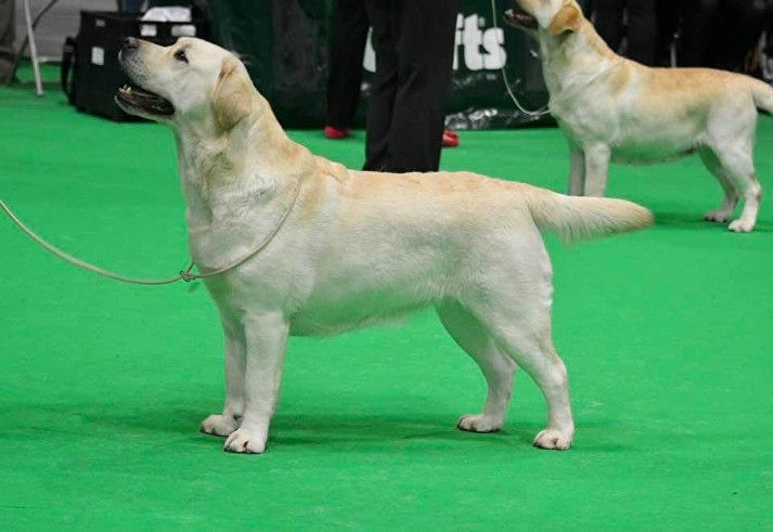 Aiyla Crufts 2020