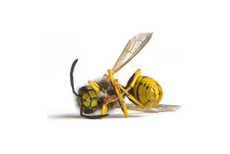 Wasp Nest Removal Berkshire