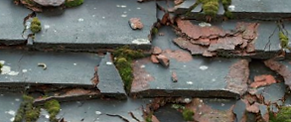 Moss Removal & Roof Cleaning Sussex