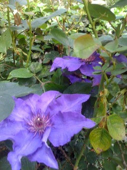Blue Flowers in my garden