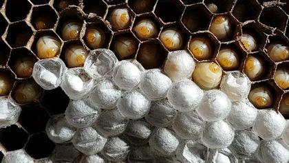 What does a wasp nest look like