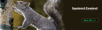pest control for squirrels Virginia Water