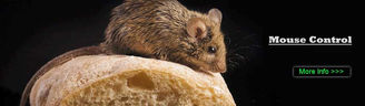 pest control for mice Chessington