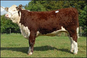M Pansy 20