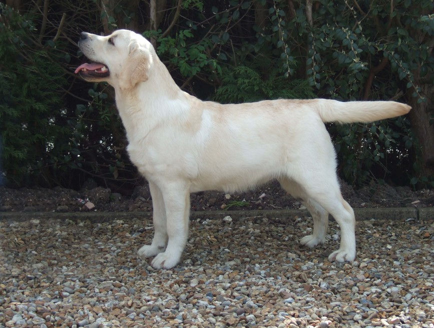 Chester as puppy
