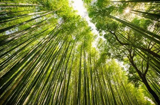 forest bathing