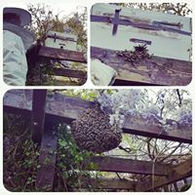 bees nest removal Berkshire