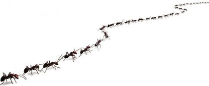 Ant Nest Removal Berkshire