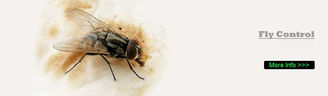 pest control for flies Crowthorne