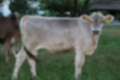 Herb-All FORCE, LifeCircle Nutrition, parasites in ruminants, natural deworming, immunity