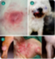 Caracterización_de_la_poblración_01.png