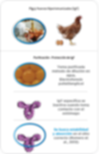 Utilización_de_la_inmunoglobulina_IgY_4.