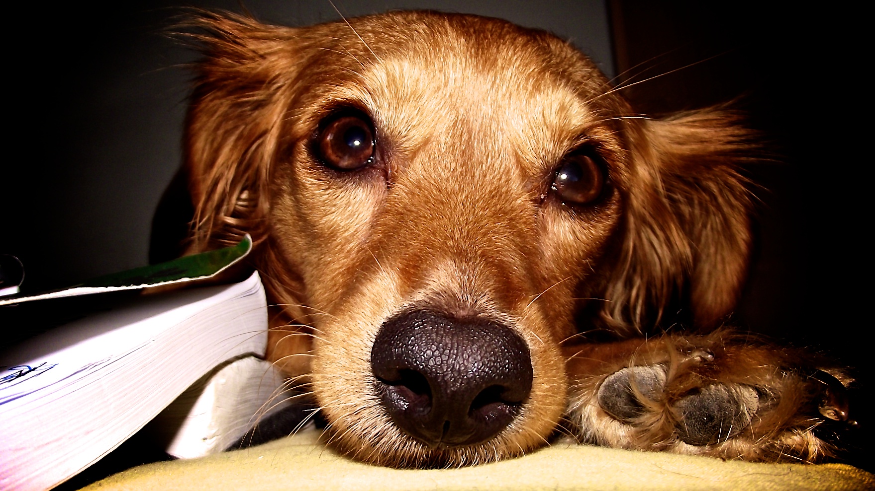 What Can I Do About My Dog Snoring What Can I Do About My Dog Snoring