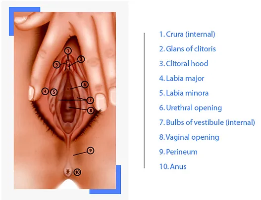 See vulva pictures Softcore moie review