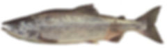 Fishing charters on vancouver island, Fishing charters in Nanaimo, fishing charters in sooke, Fishing charters in Victoria, fishing charters in Nootka sound, fishing charters in esperanza, Unreel fishing charters, Pink salmon