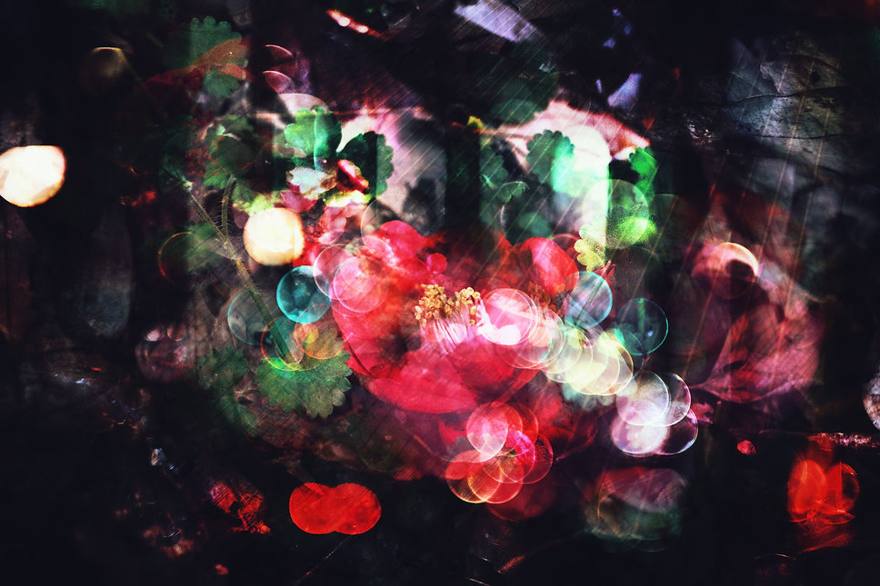 Decaying Flowers メインビジュアル.jpg