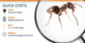 Quick Stats about Ants: Brown color, Segmented Shape, Less than 1/8" long, Found throughout the US