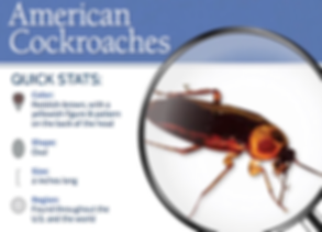 Quick Stats on Cockroaches